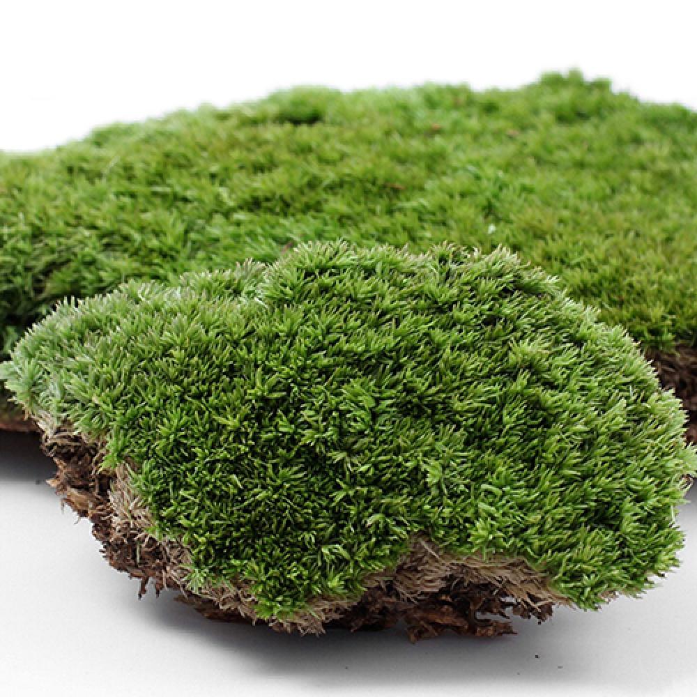Terrarium Moss Art - 造花,緑の草,モス植物の装飾,家,パーティーの装飾,妖精の魚の香り
