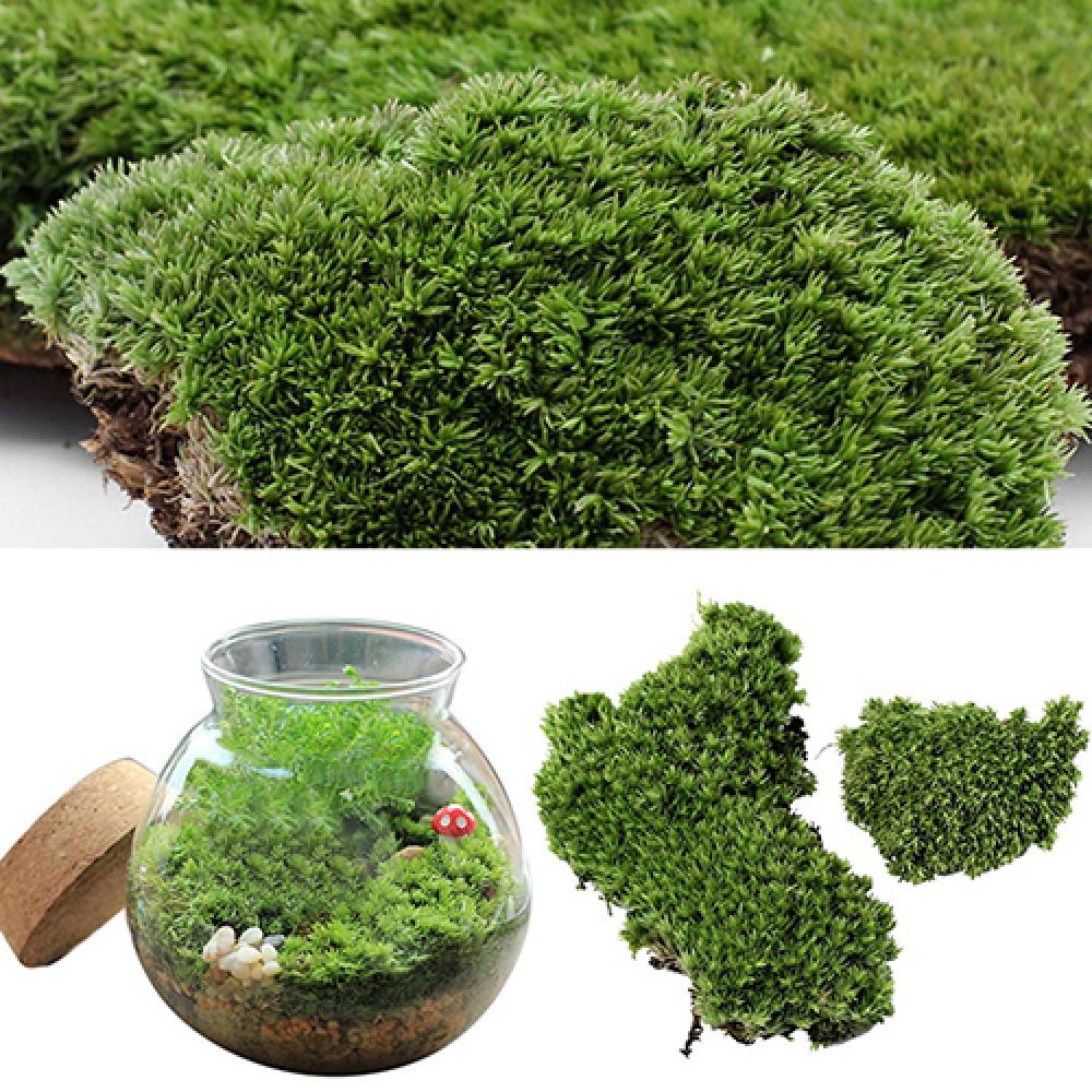 造花,緑の草,モス植物の装飾,家,パーティーの装飾,妖精の魚 - Terrarium Moss Art のレビューと価格