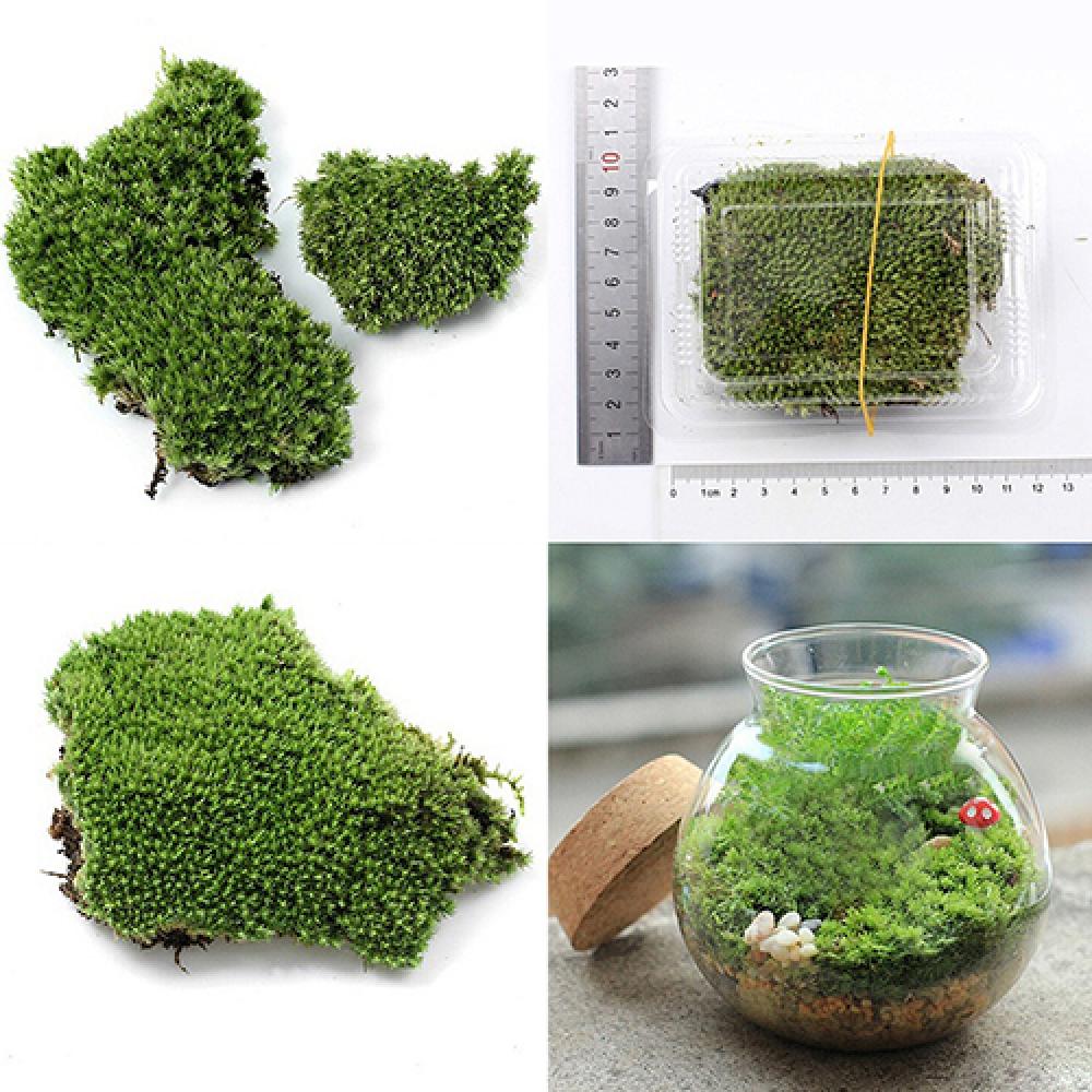 造花,緑の草,モス植物の装飾,家,パーティーの装飾,妖精の魚 - Terrarium Moss Art のレビューと価格