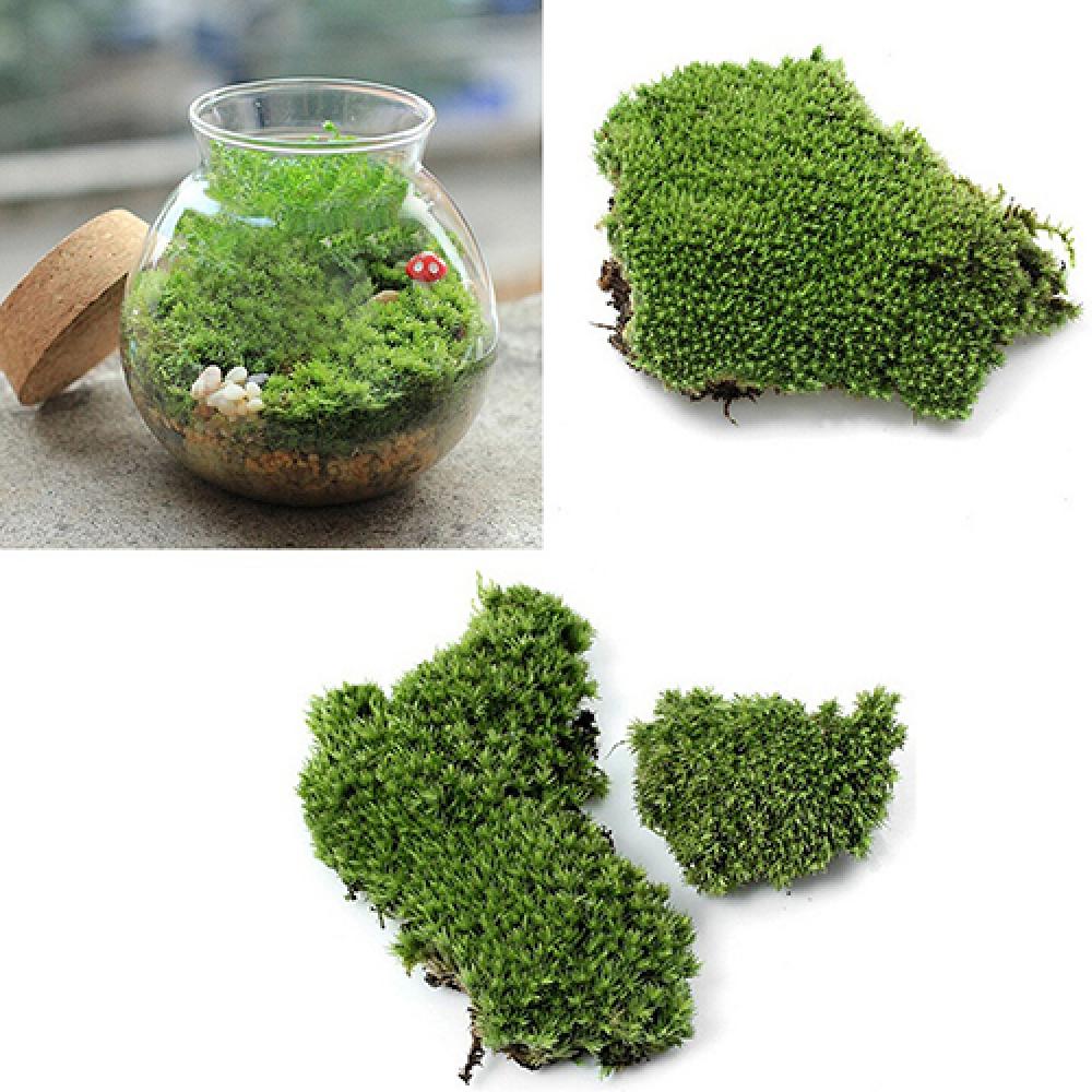 造花,緑の草,モス植物の装飾,家,パーティーの装飾,妖精の魚 - Terrarium Moss Art のレビューと価格
